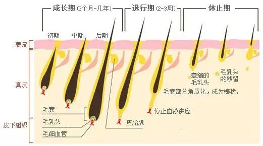 脱毛不趁早，脱单何时了？